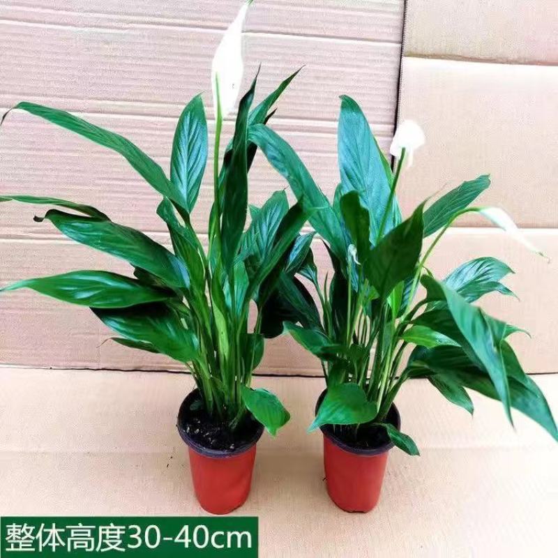 白掌一帆风顺带花发货红掌花室内绿植盆栽四季常青净化空气除