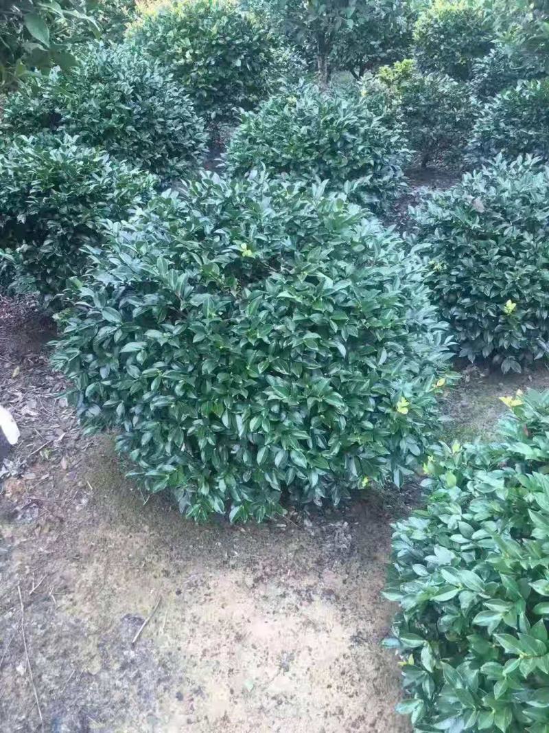 茶梅/绿化苗木/乔灌木/茶梅/绿化林木/原生态树苗