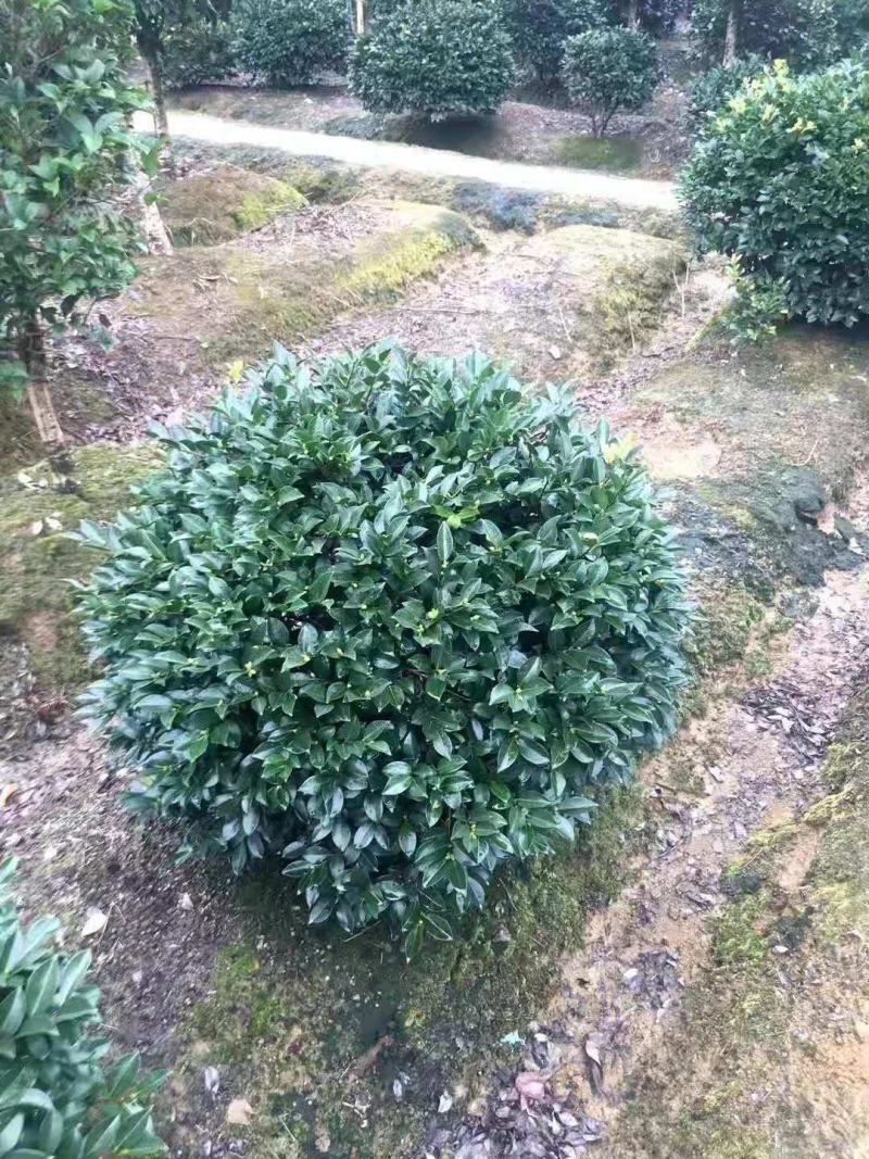 茶梅/绿化苗木/乔灌木/茶梅/绿化林木/原生态树苗