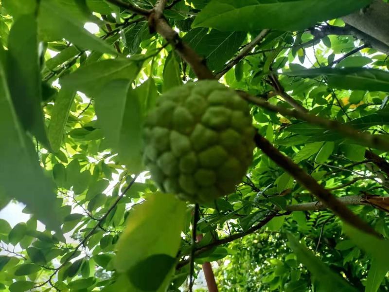 云南玉溪元江的佛头释迦果开始大量上市了。需要联系