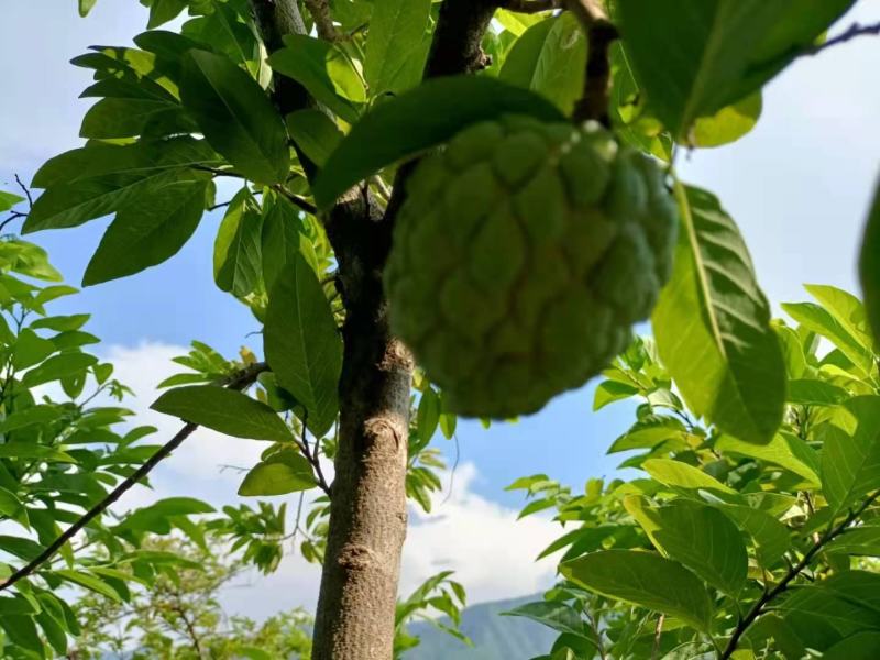 云南玉溪元江的佛头释迦果开始大量上市了。需要联系