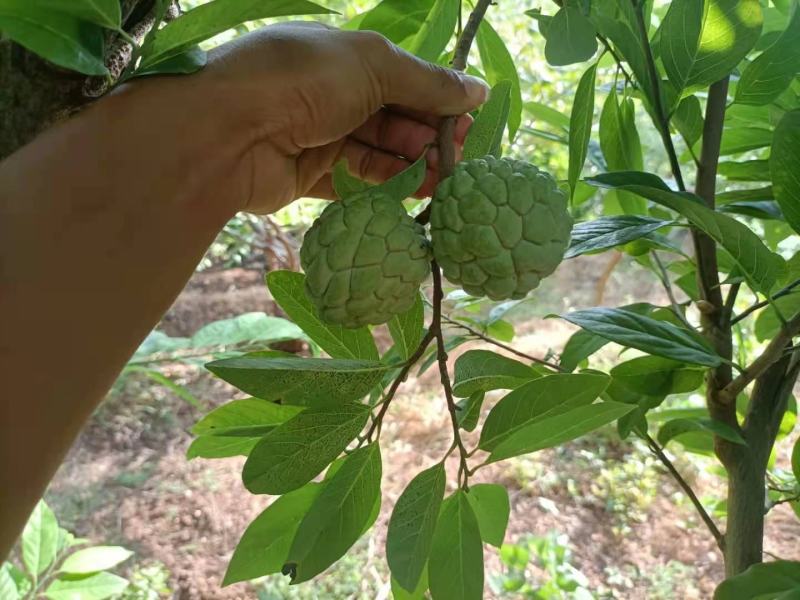 云南玉溪元江的佛头释迦果开始大量上市了。需要联系