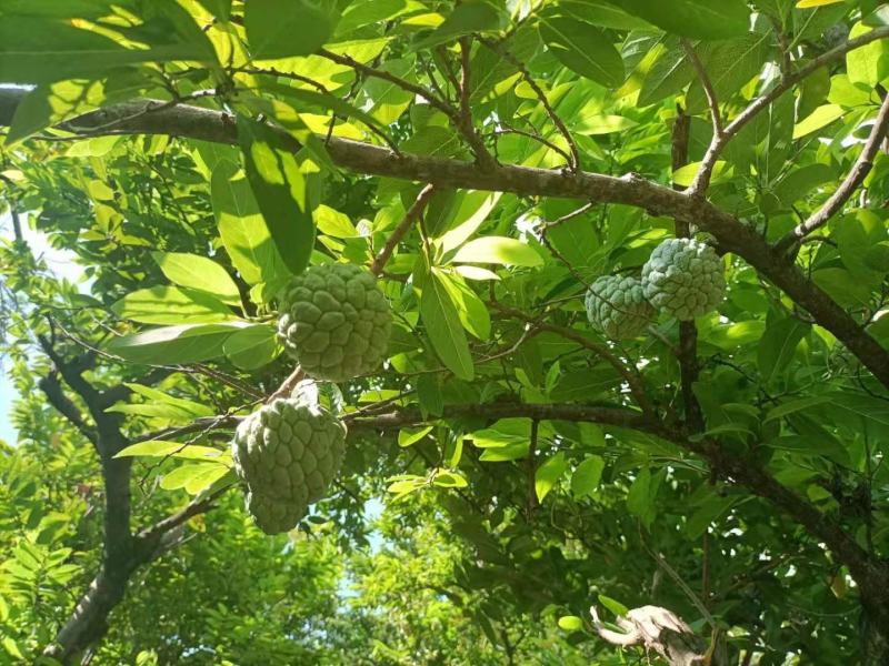 云南玉溪元江的佛头释迦果开始大量上市了。需要联系
