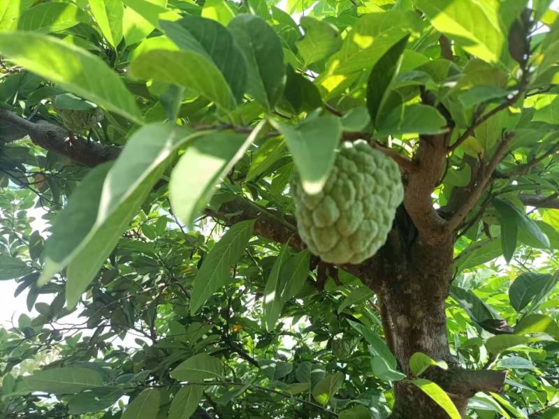 云南玉溪元江的佛头释迦果开始大量上市了。需要联系