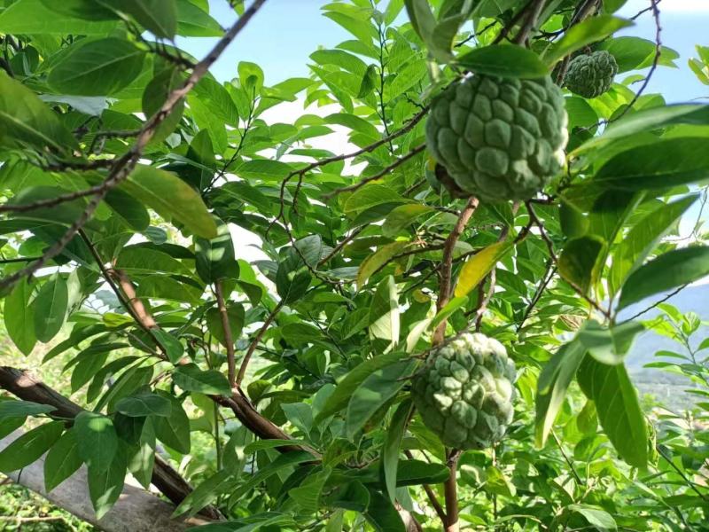 云南玉溪元江的佛头释迦果开始大量上市了。需要联系