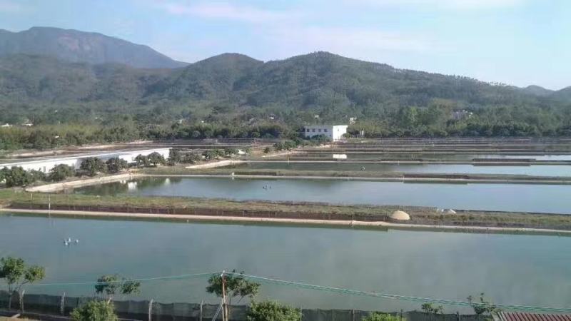 养殖场出售山水养殖无公害吊水甲鱼商品与种鳖