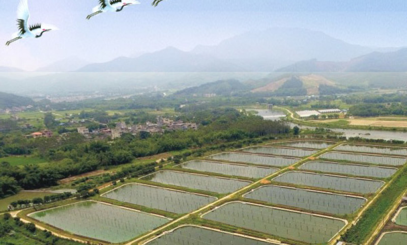 养殖场出售山水养殖无公害吊水甲鱼商品与种鳖