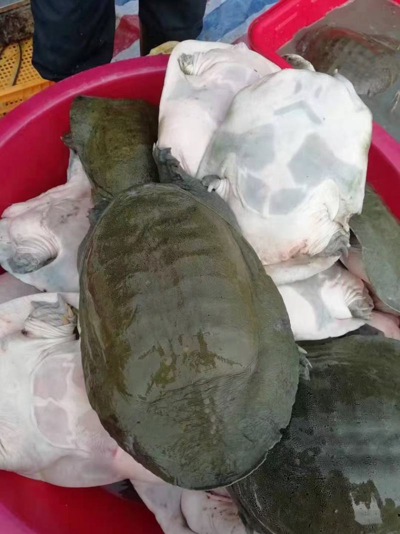 养殖场出售山水养殖无公害吊水甲鱼商品与种鳖