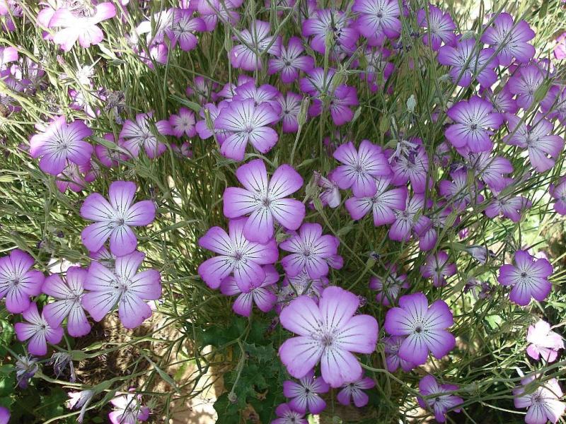麦仙翁种子麦毒草花期长四季播种花坛花境庭院景观花卉道路