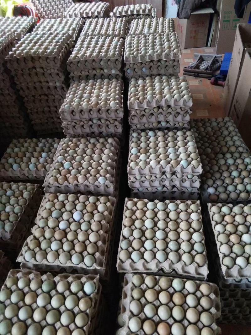 出售新鲜七彩山鸡蛋，野鸡蛋大量供应
