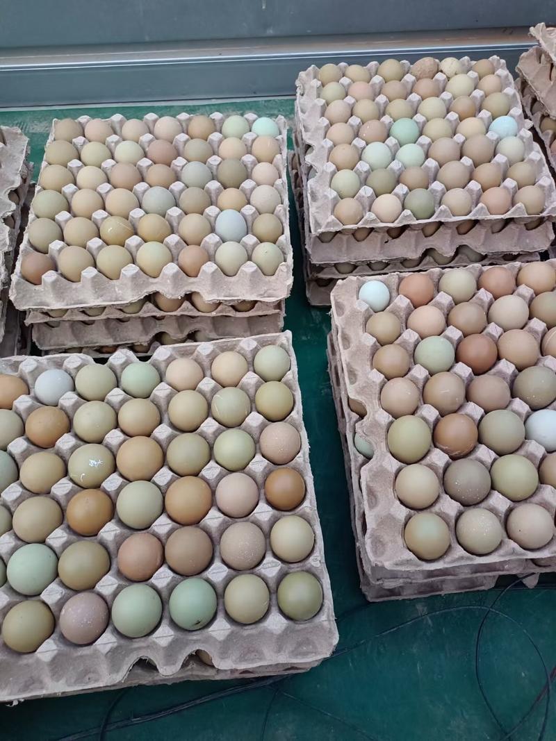 出售新鲜七彩山鸡蛋，野鸡蛋大量供应
