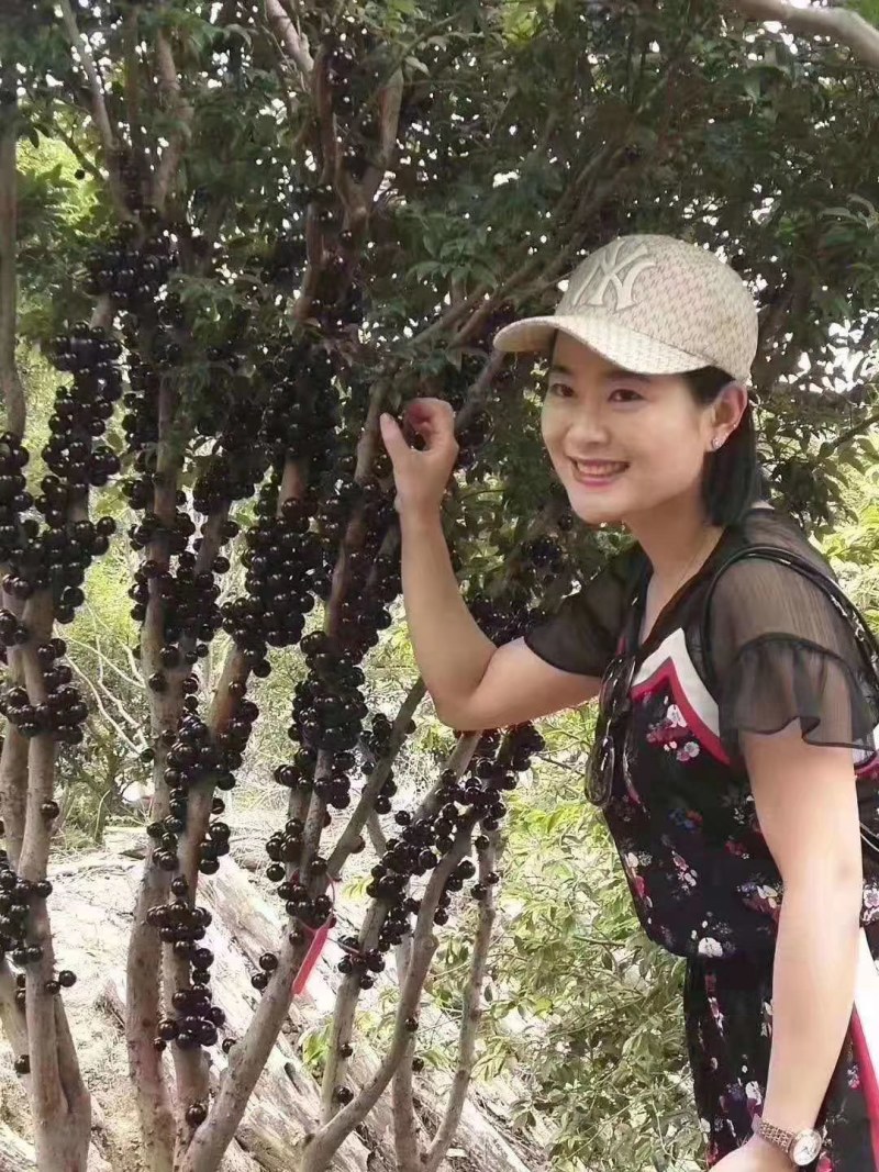 正宗黑加仑四季种植抗寒耐冻南北适宜批发地摊货树苗果树苗