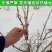 正宗黑加仑四季种植抗寒耐冻南北适宜批发地摊货树苗果树苗