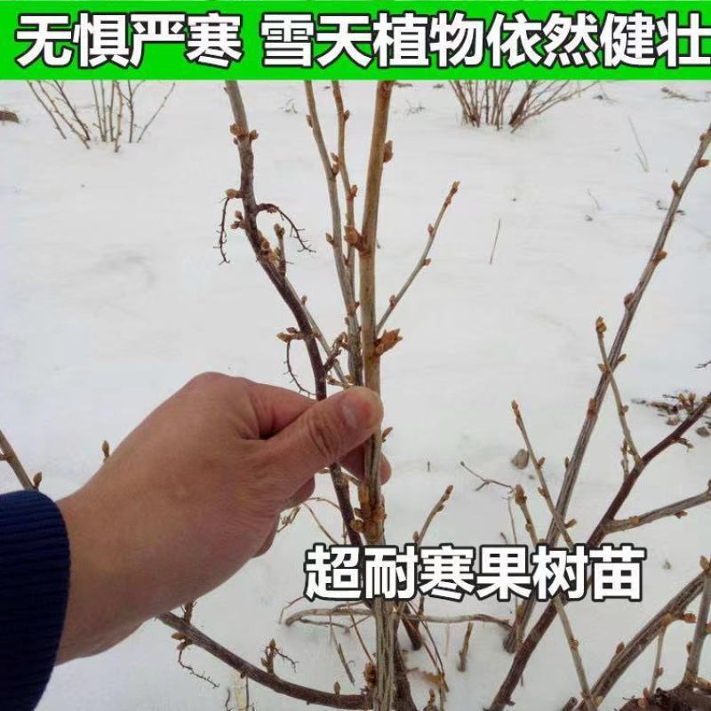 正宗黑加仑四季种植抗寒耐冻南北适宜批发地摊货树苗果树苗