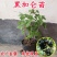 正宗黑加仑四季种植抗寒耐冻南北适宜批发地摊货树苗果树苗