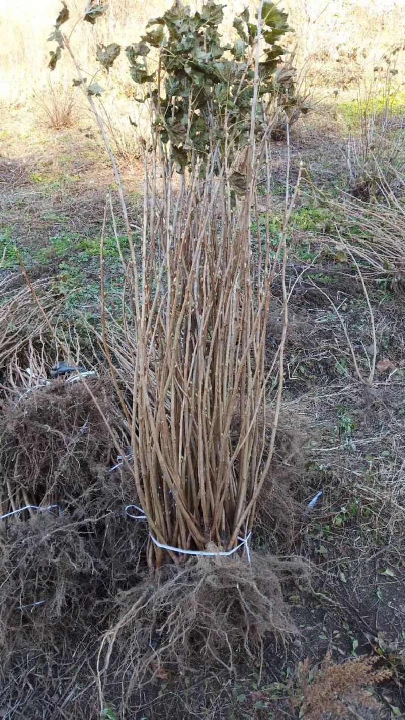 正宗黑加仑四季种植抗寒耐冻南北适宜批发地摊货树苗果树苗