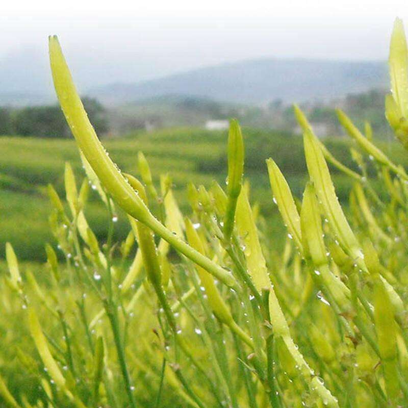 2025农家自制野生特级黄花菜干，传统工艺制作，干净无杂