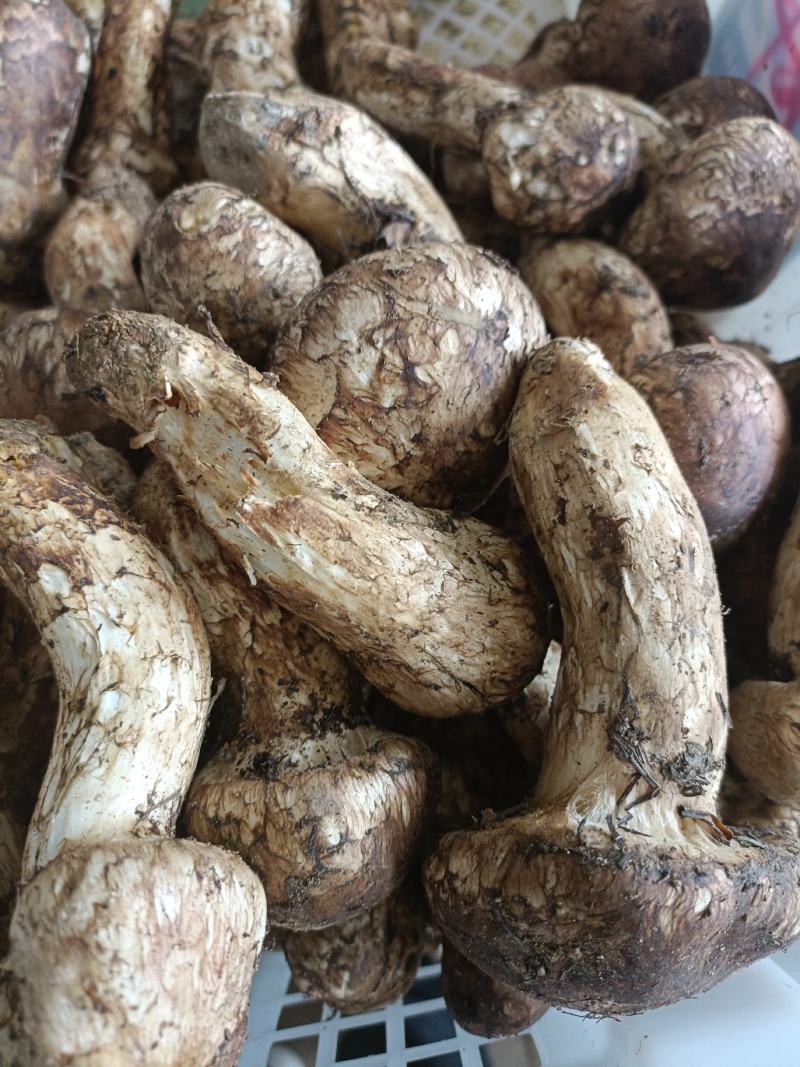 香格里拉新鲜松茸，产地直发，量大价优，欢迎订购