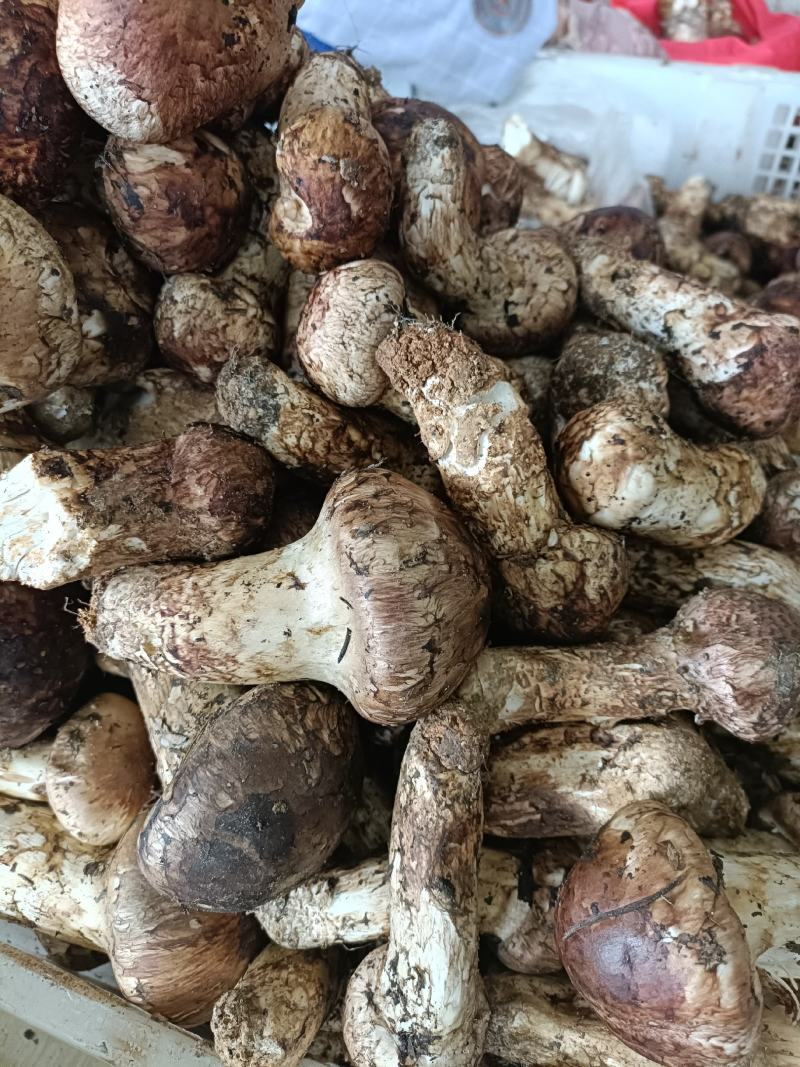 香格里拉新鲜松茸，产地直发，量大价优，欢迎订购