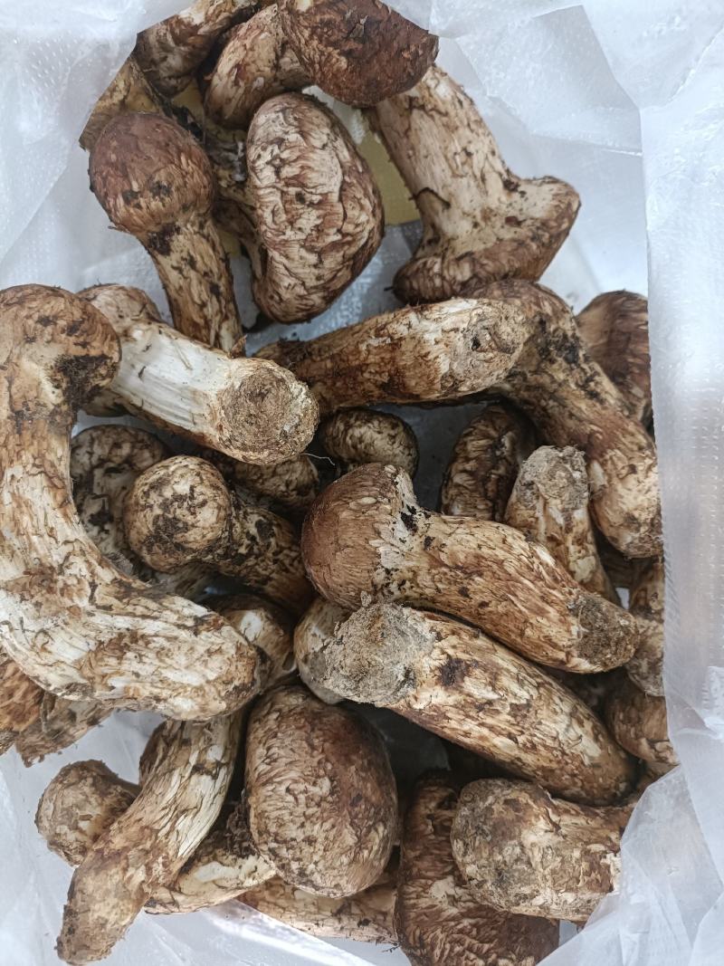香格里拉新鲜松茸，产地直发，量大价优，欢迎订购