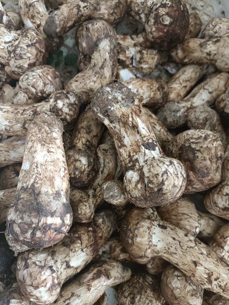 香格里拉新鲜松茸，产地直发，量大价优，欢迎订购