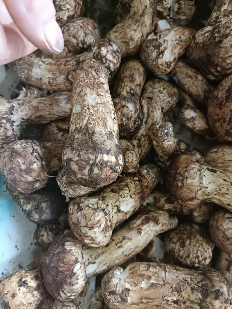 香格里拉新鲜松茸，产地直发，量大价优，欢迎订购