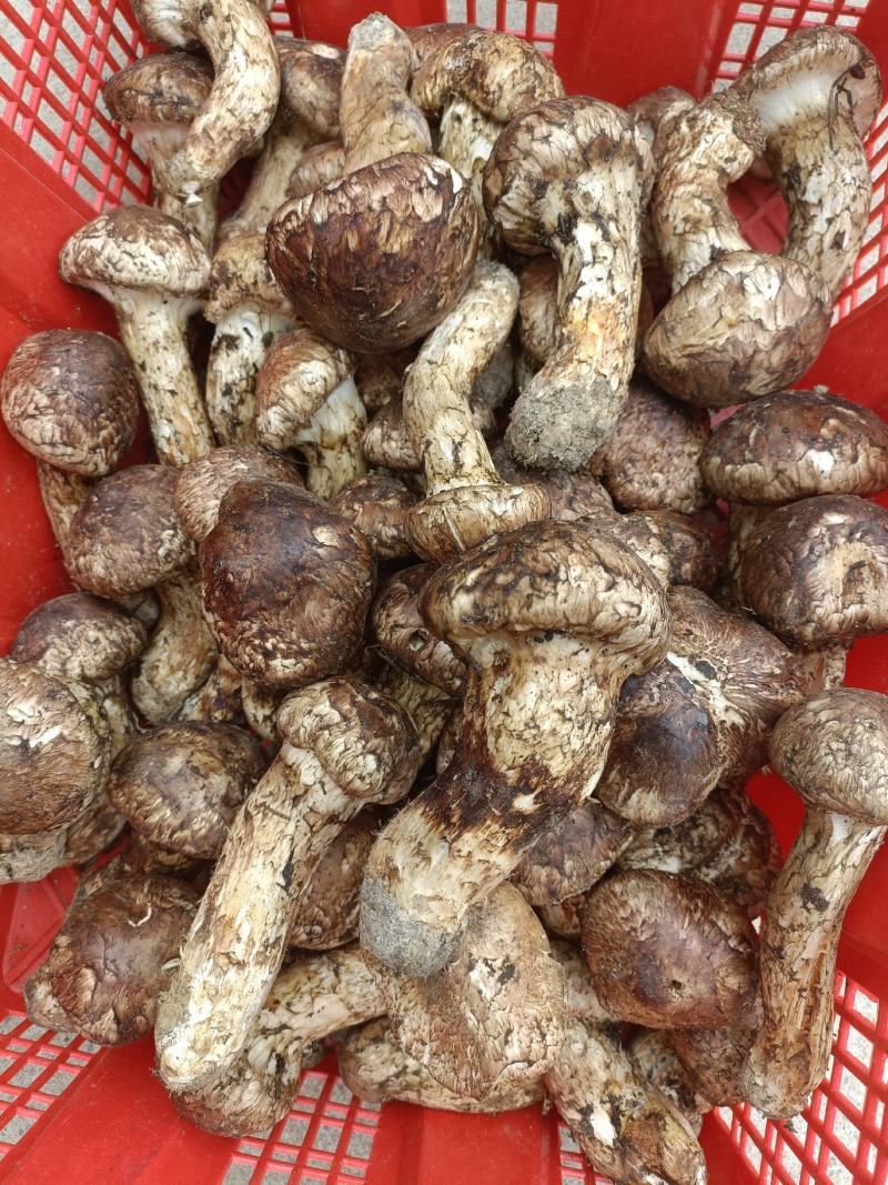 香格里拉新鲜松茸，产地直发，量大价优，欢迎订购