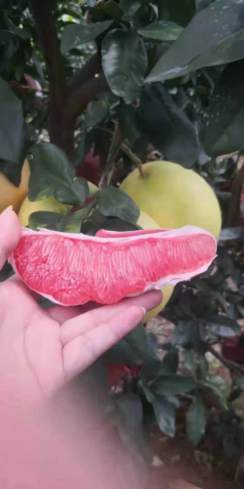 三红蜜柚