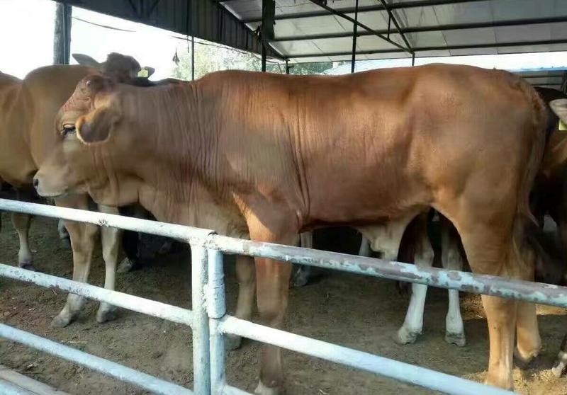 牛犊改良肉牛犊3-8个月都有，产地直供，自由挑选