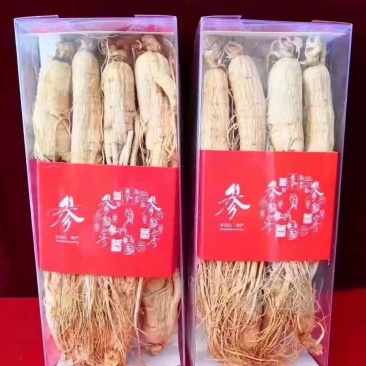 长白山精品白参（生晒白干参）足干白条参干人参全须