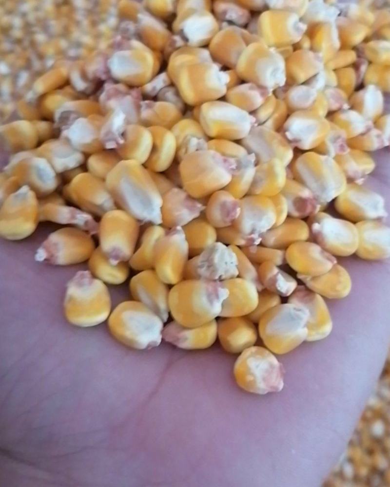 黄玉米—四川德阳中江本地玉米。黄玉米—四川德阳中江本地玉