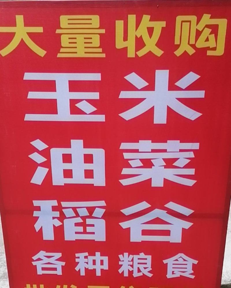 黄玉米—四川德阳中江本地玉米。黄玉米—四川德阳中江本地玉