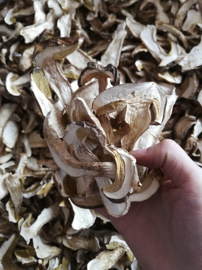云南野生菌，精品美味牛肝菌，各种等级价格都有，下单请咨询