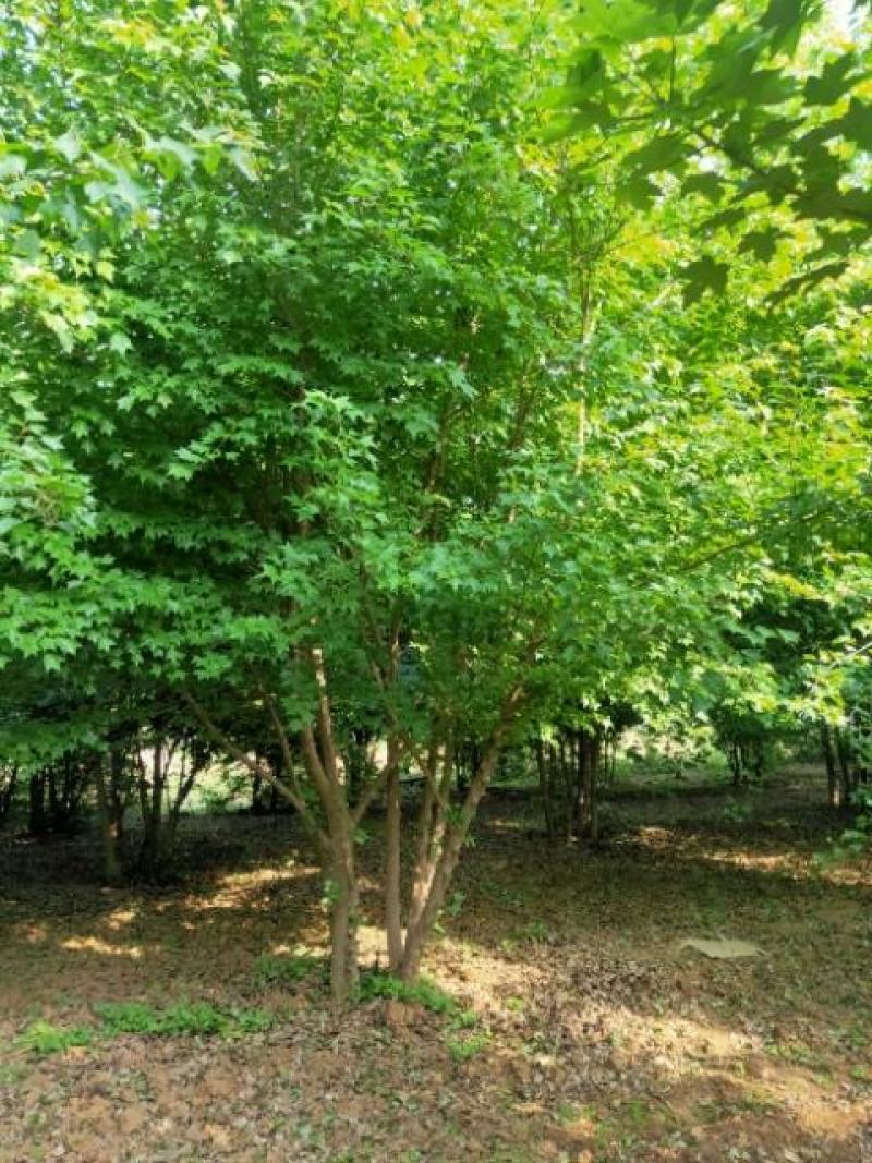 低价出售丛生三角枫，冠幅饱满，价格优惠，货源充足无病虫害