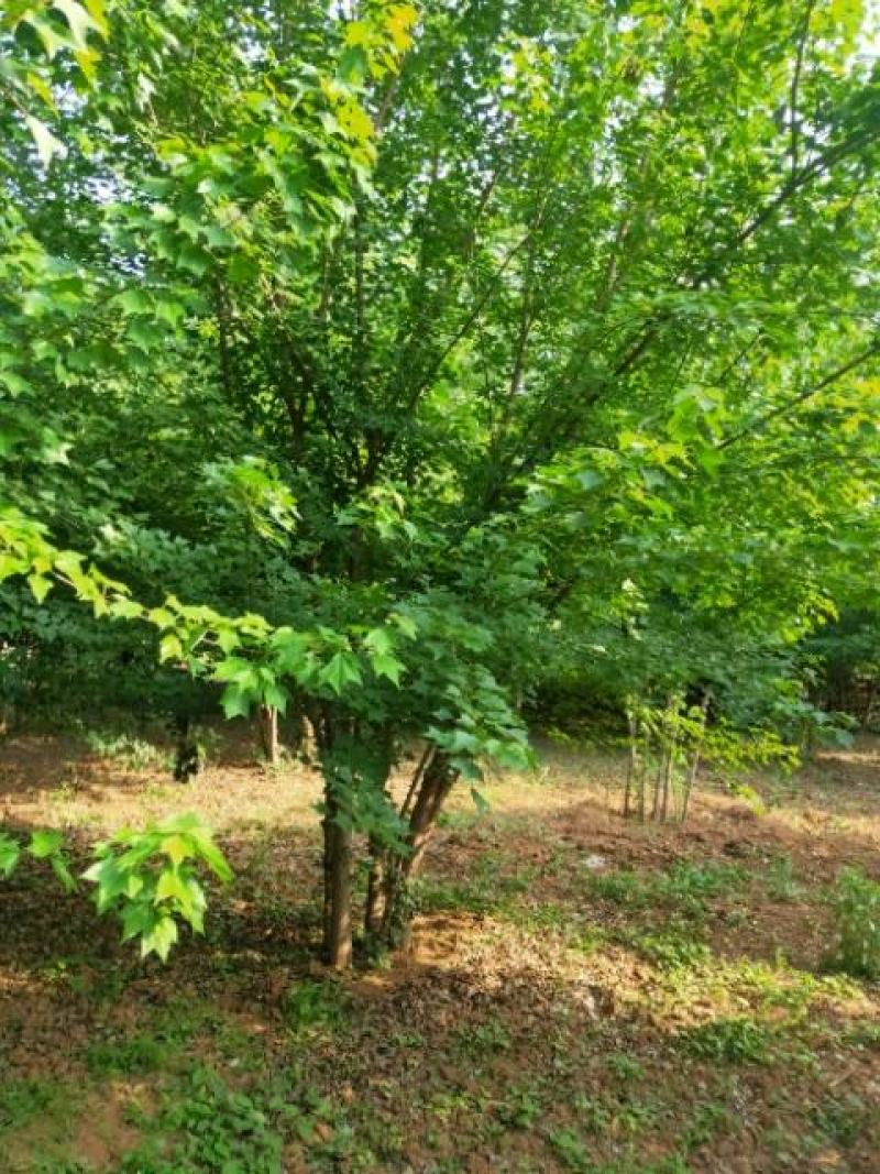 低价出售丛生三角枫，冠幅饱满，价格优惠，货源充足无病虫害