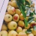 【热销】陕西大荔冬枣对接各大商超,市场,精品包装