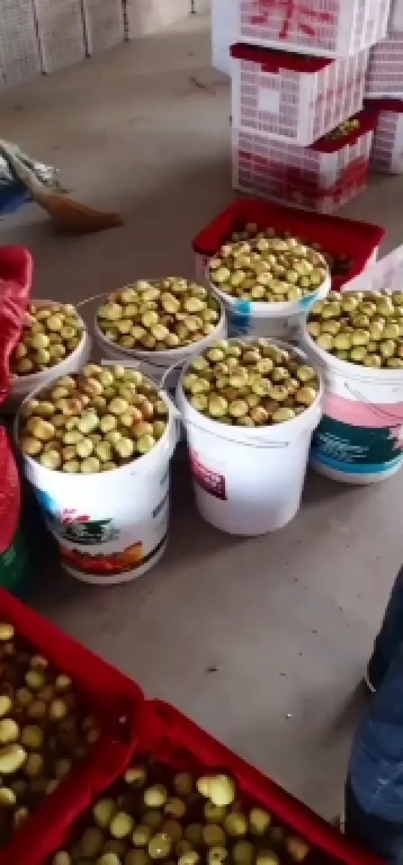 大荔冬枣，产地直发，一件代发，商超供应。