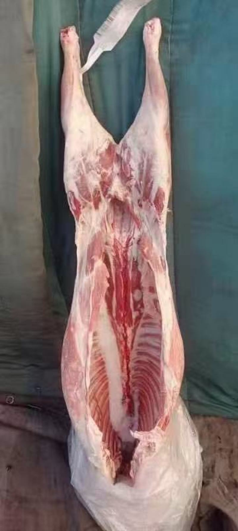 86羊酮体