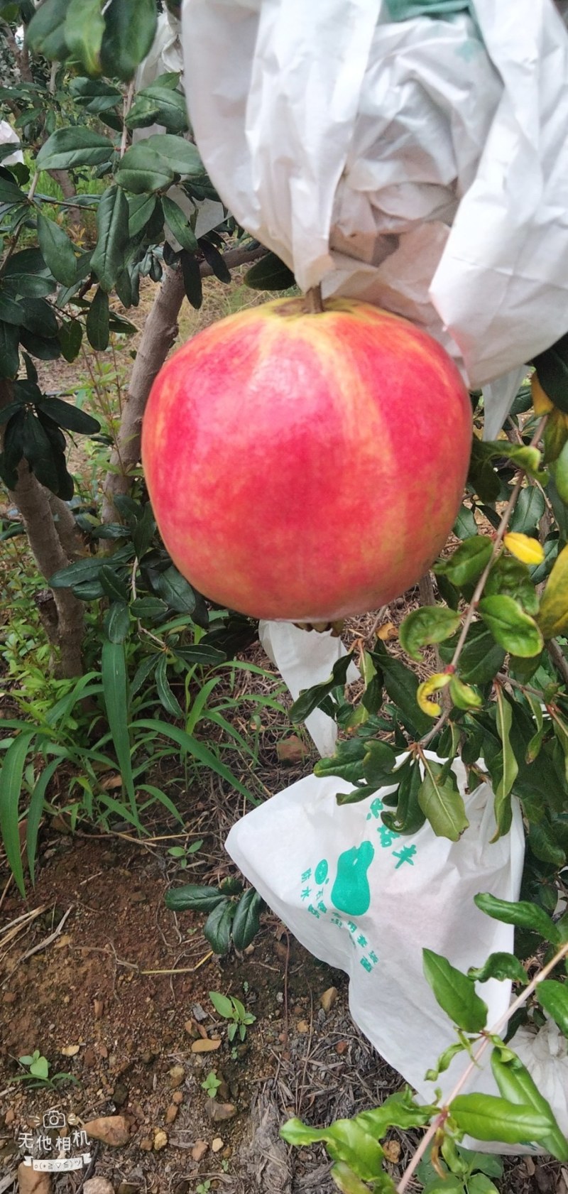 突尼斯软籽石榴