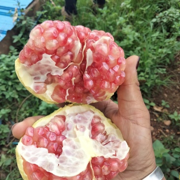 突尼斯软籽石榴