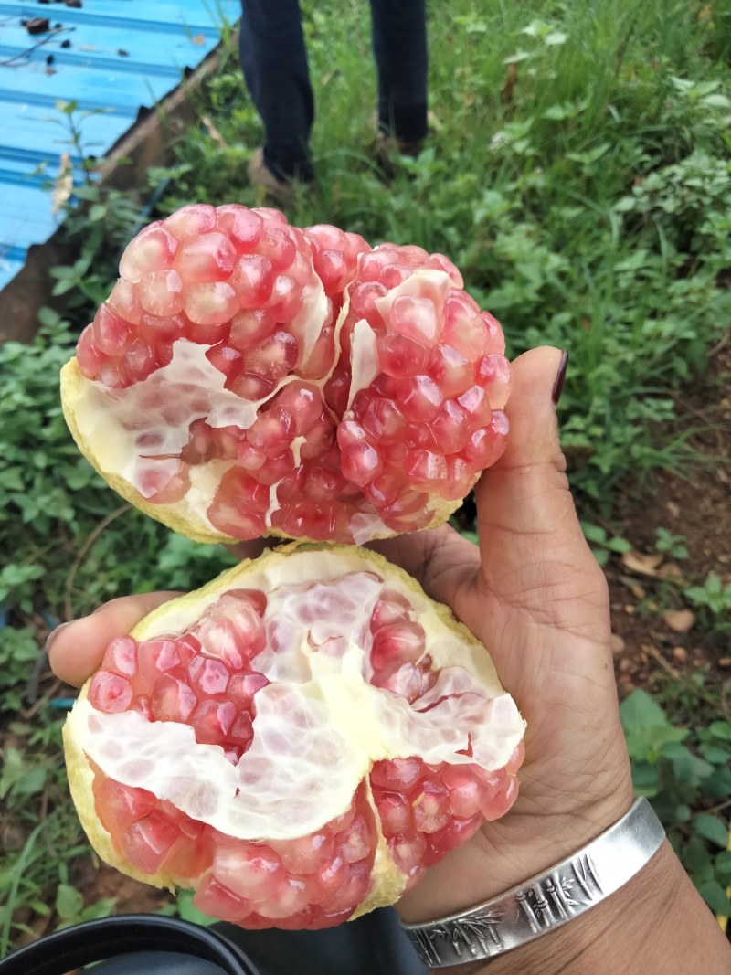 突尼斯软籽石榴