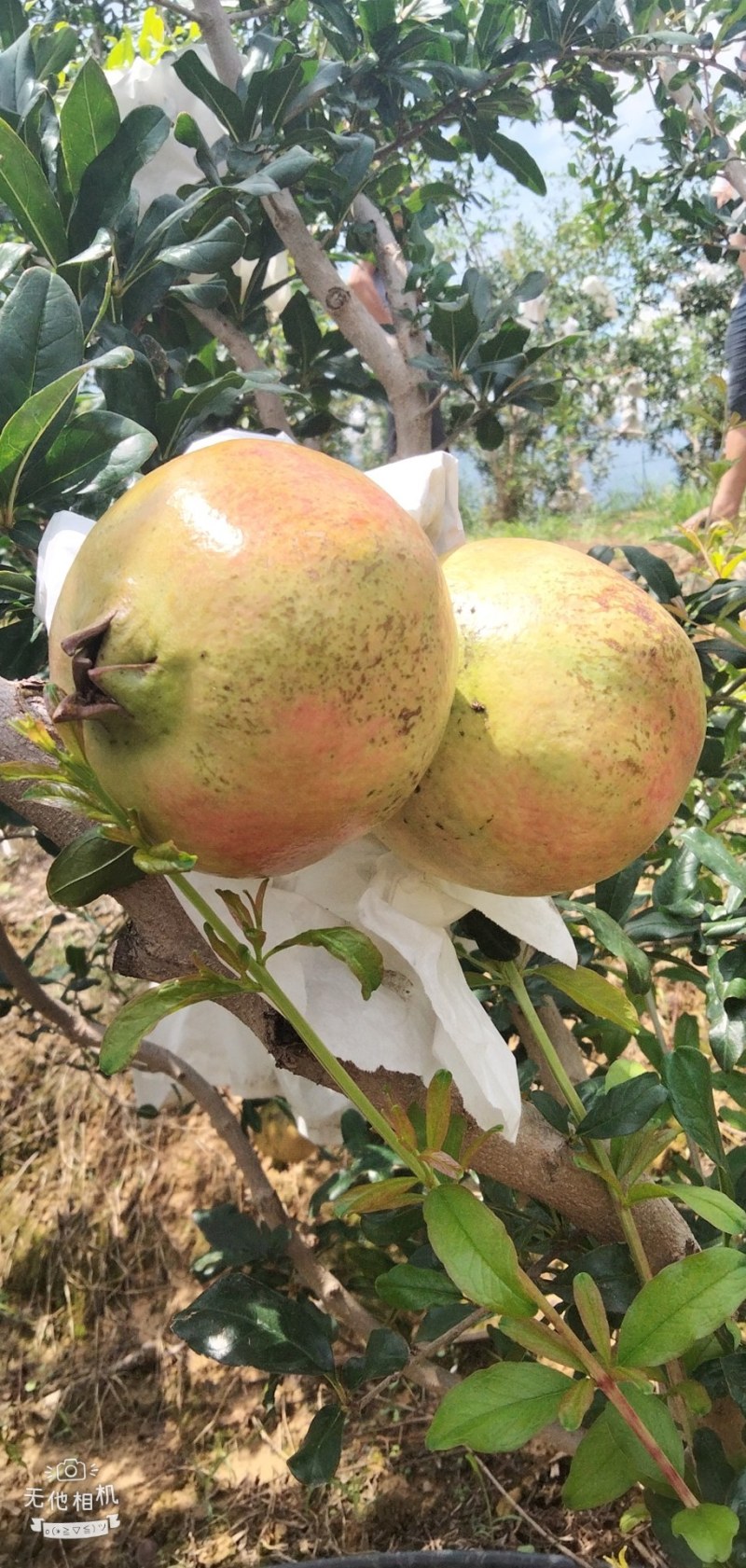 突尼斯软籽石榴
