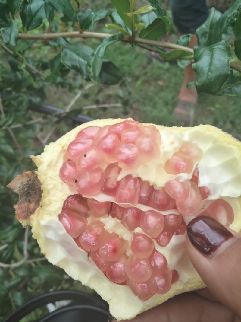 突尼斯软籽石榴