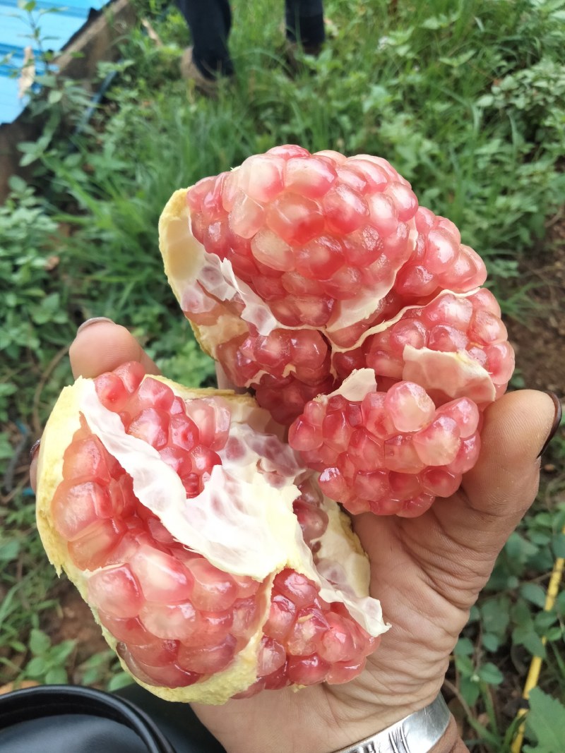 突尼斯软籽石榴
