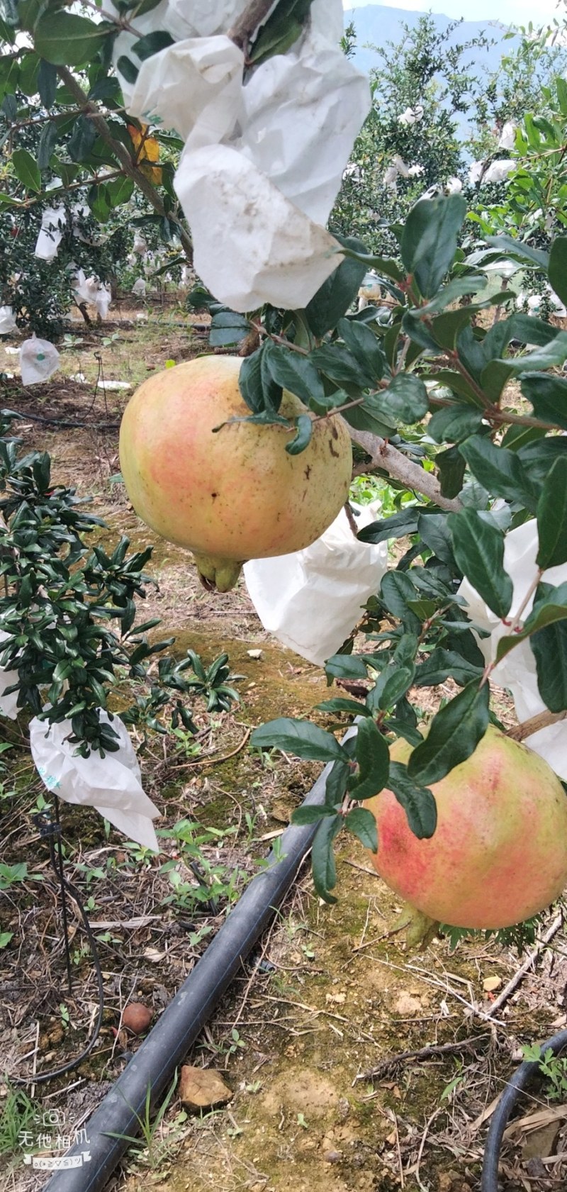 突尼斯软籽石榴