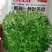 碎叶苦巨菜种子，外叶绿色，有苦味，随圆形，
