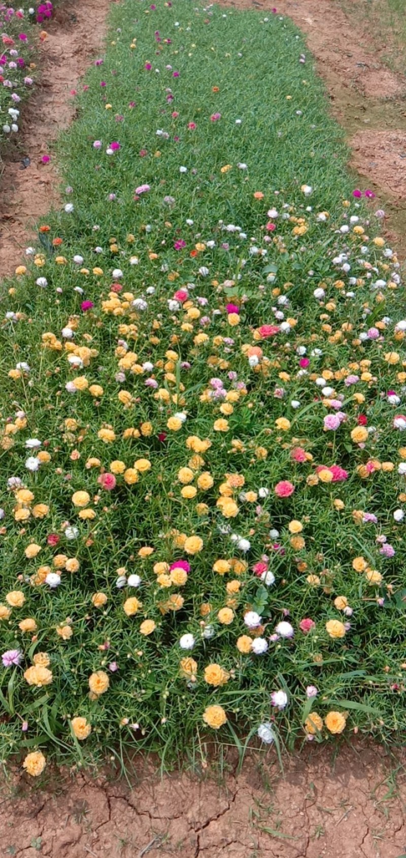 多色太阳花