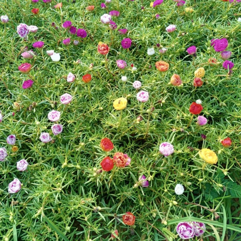 多色太阳花