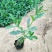 马鞭草马鞭草苗花海花卉种苗基地直发