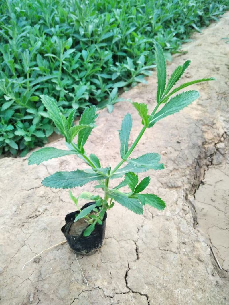 马鞭草马鞭草苗花海花卉种苗基地直发